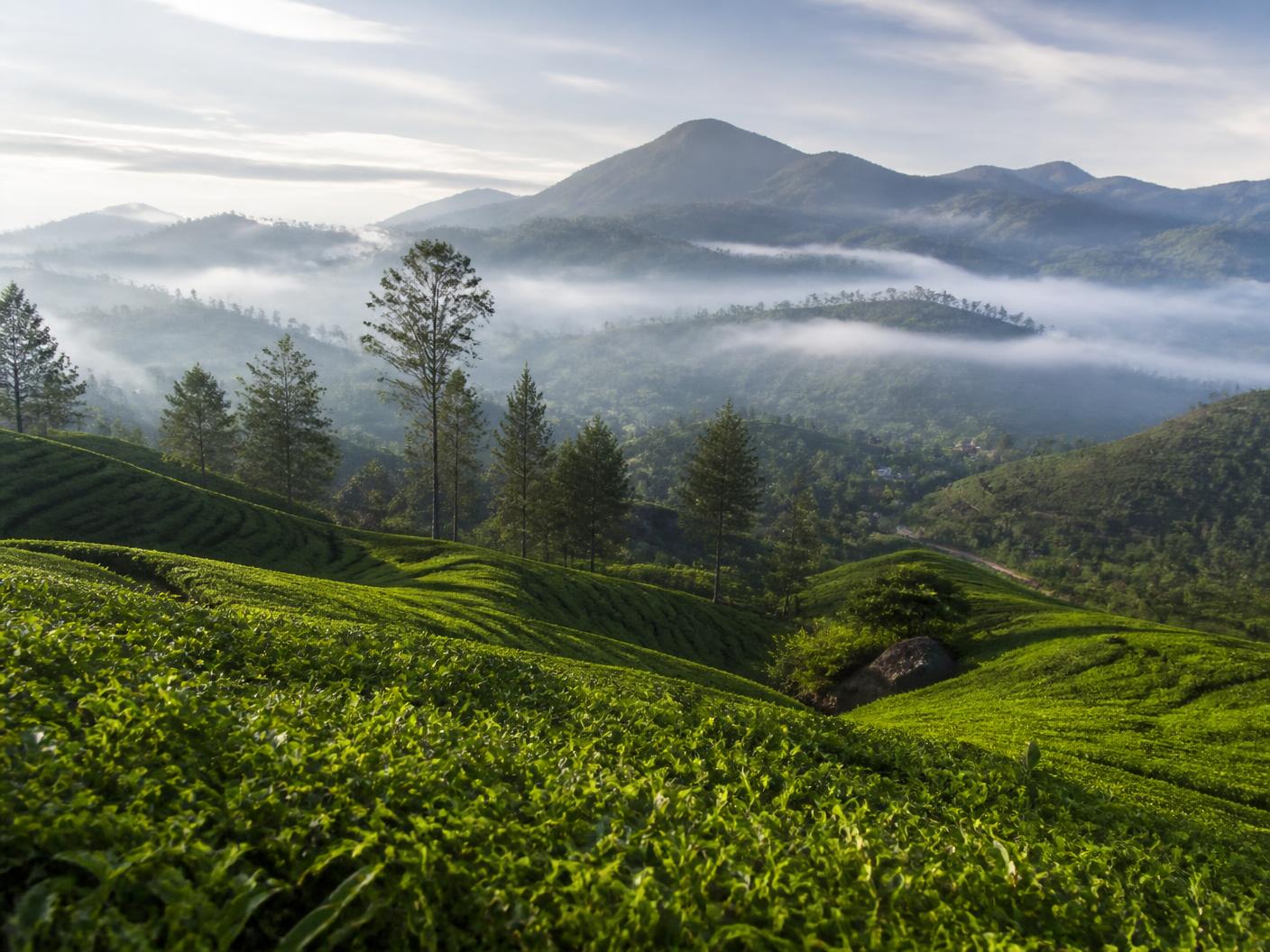 Rolling terraced tea fields of a Sri Lankan highland estate with mist drifting between distant mountains